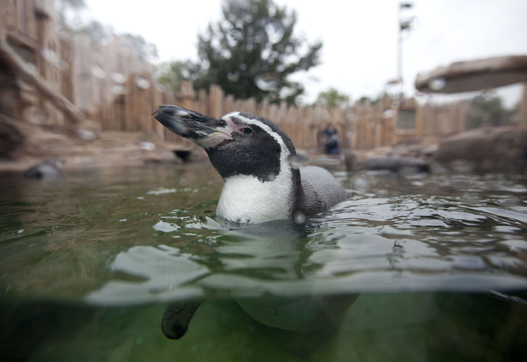 Penguin1 101613.jpg